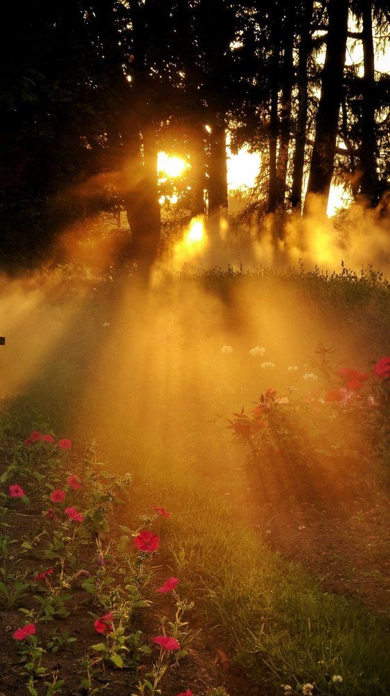 Утренний туман в Сокольниках