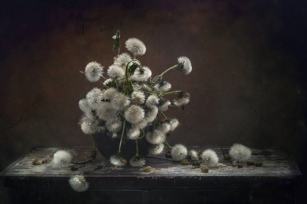 Одуванчики