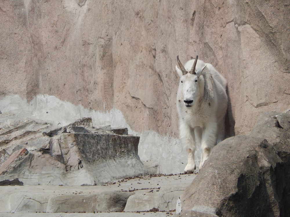 Горный козёл