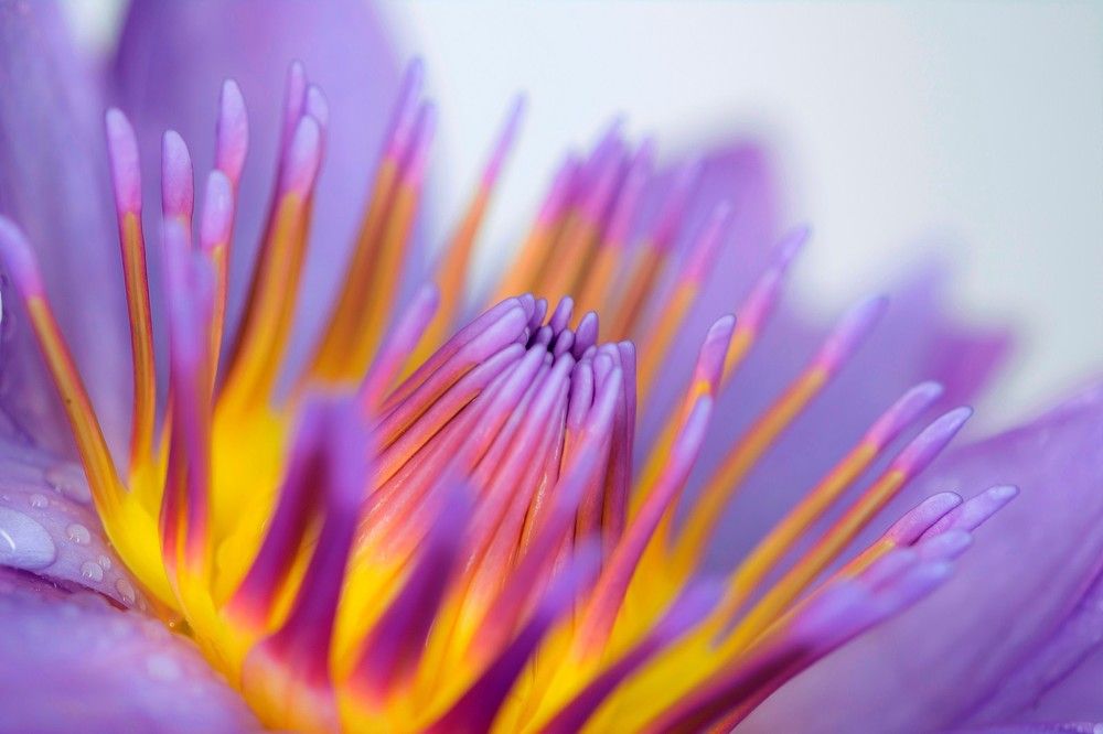 Water lily