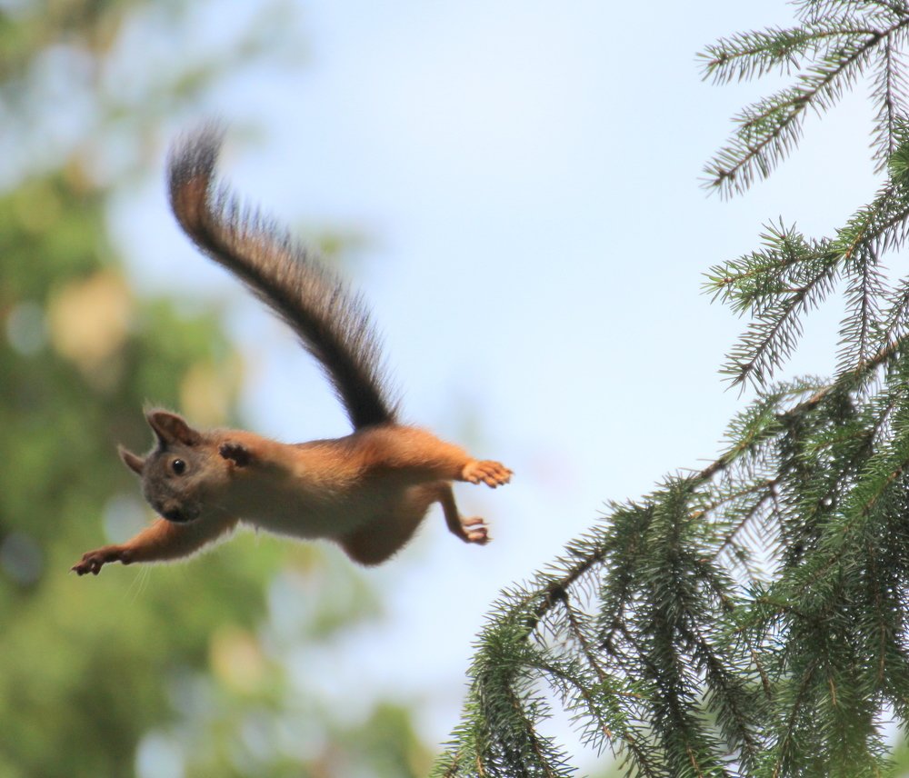 Полеты во сне и на яву