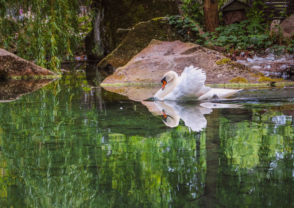 Лебединое озеро