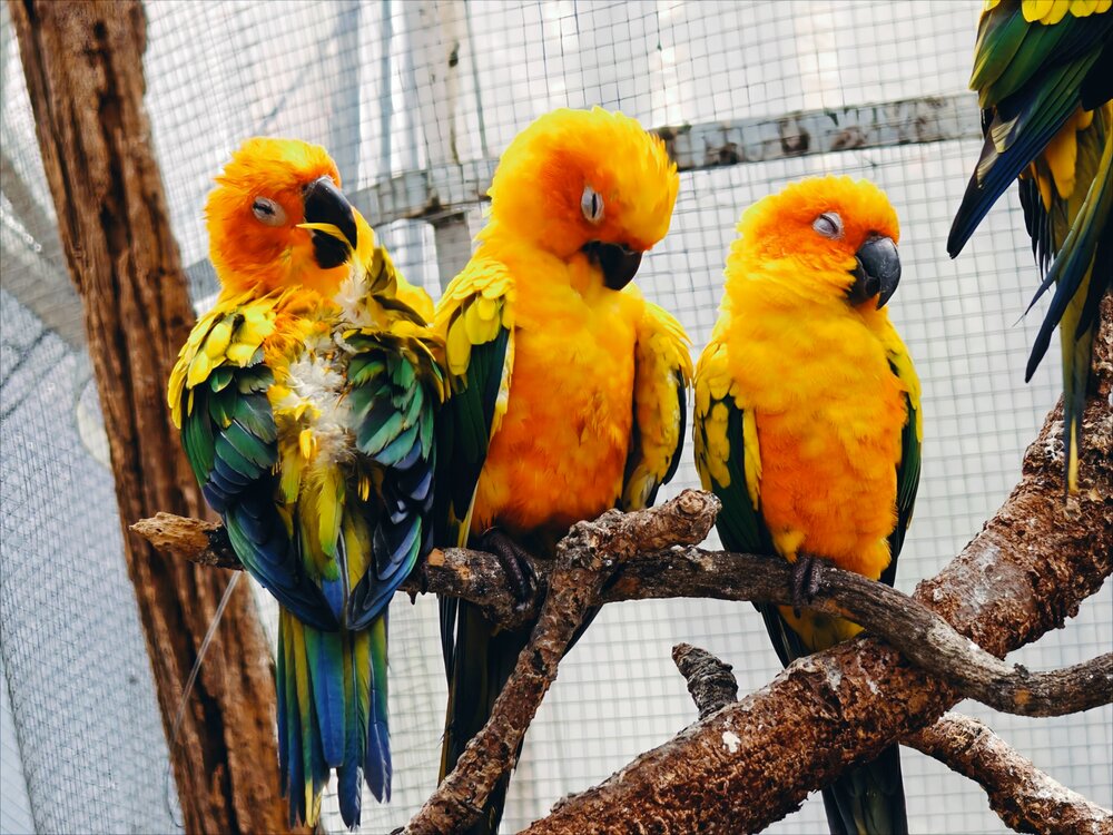 Vibrant Slumber