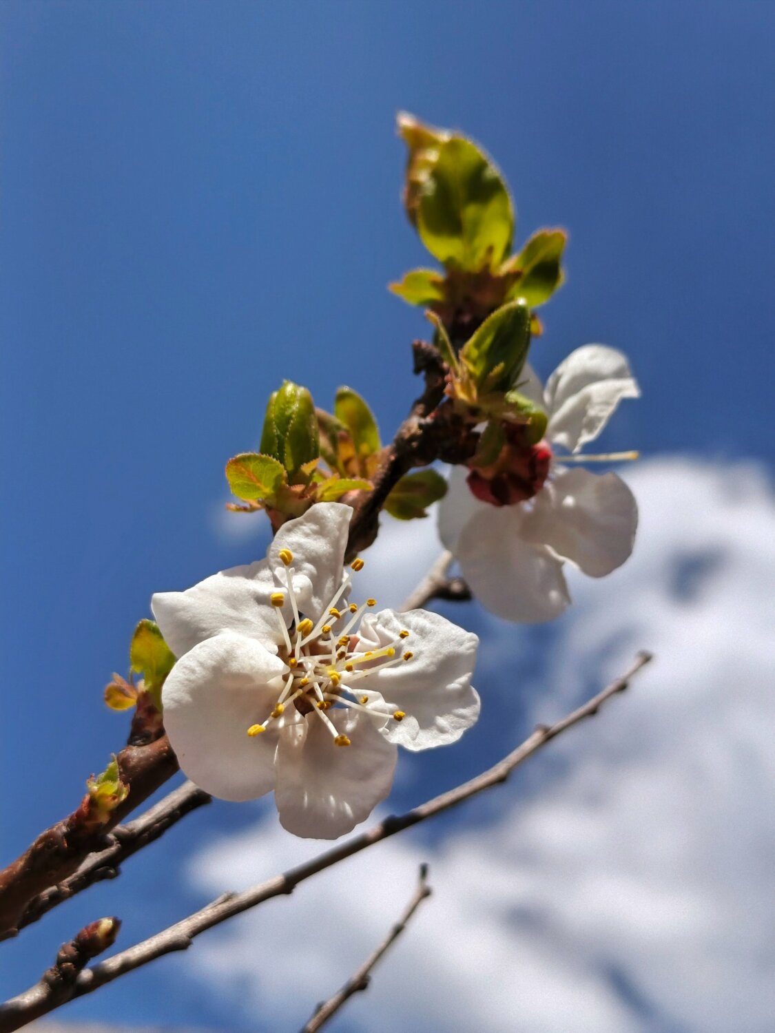 White Against the Infinite