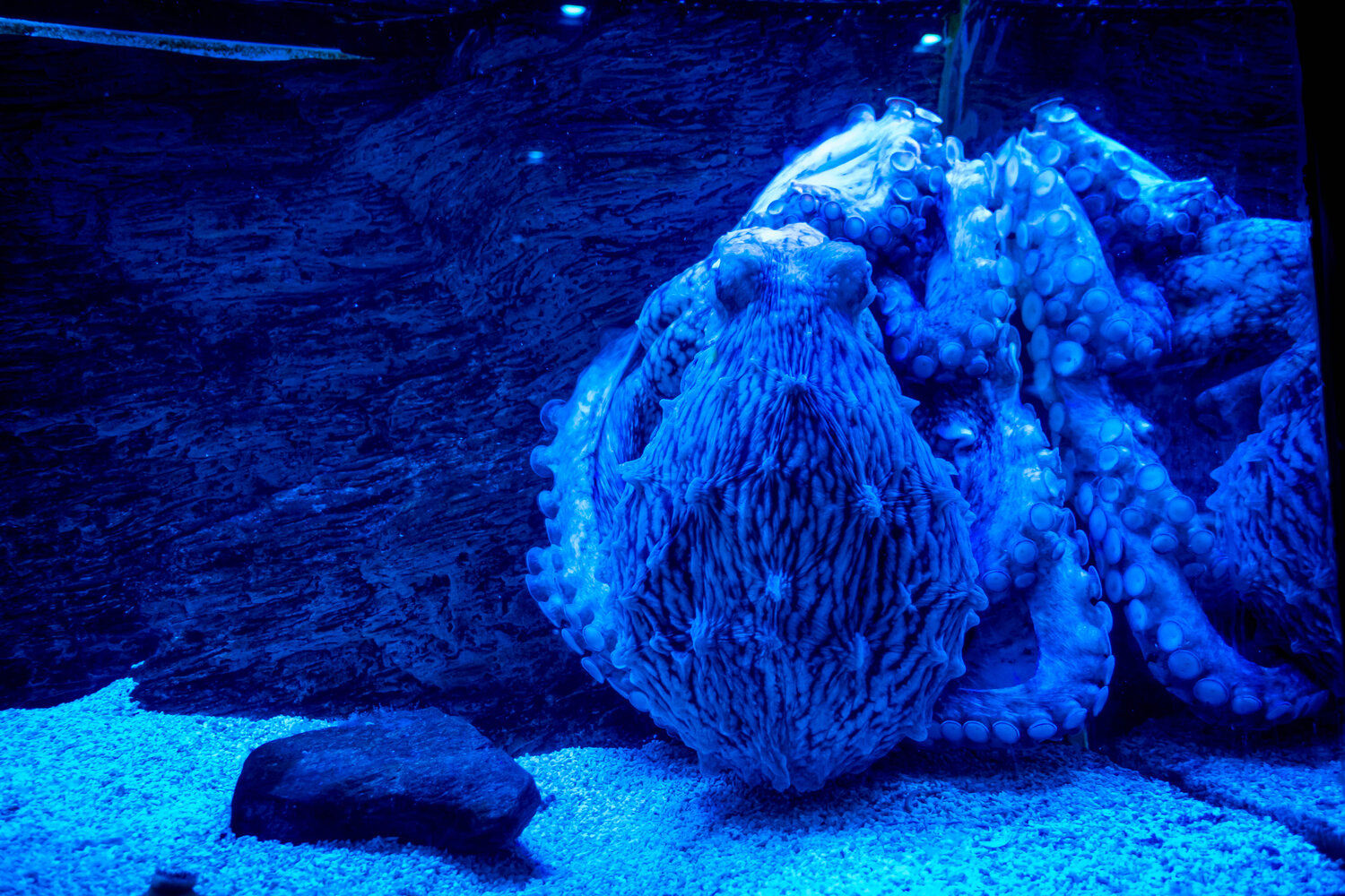 Photo #14251053