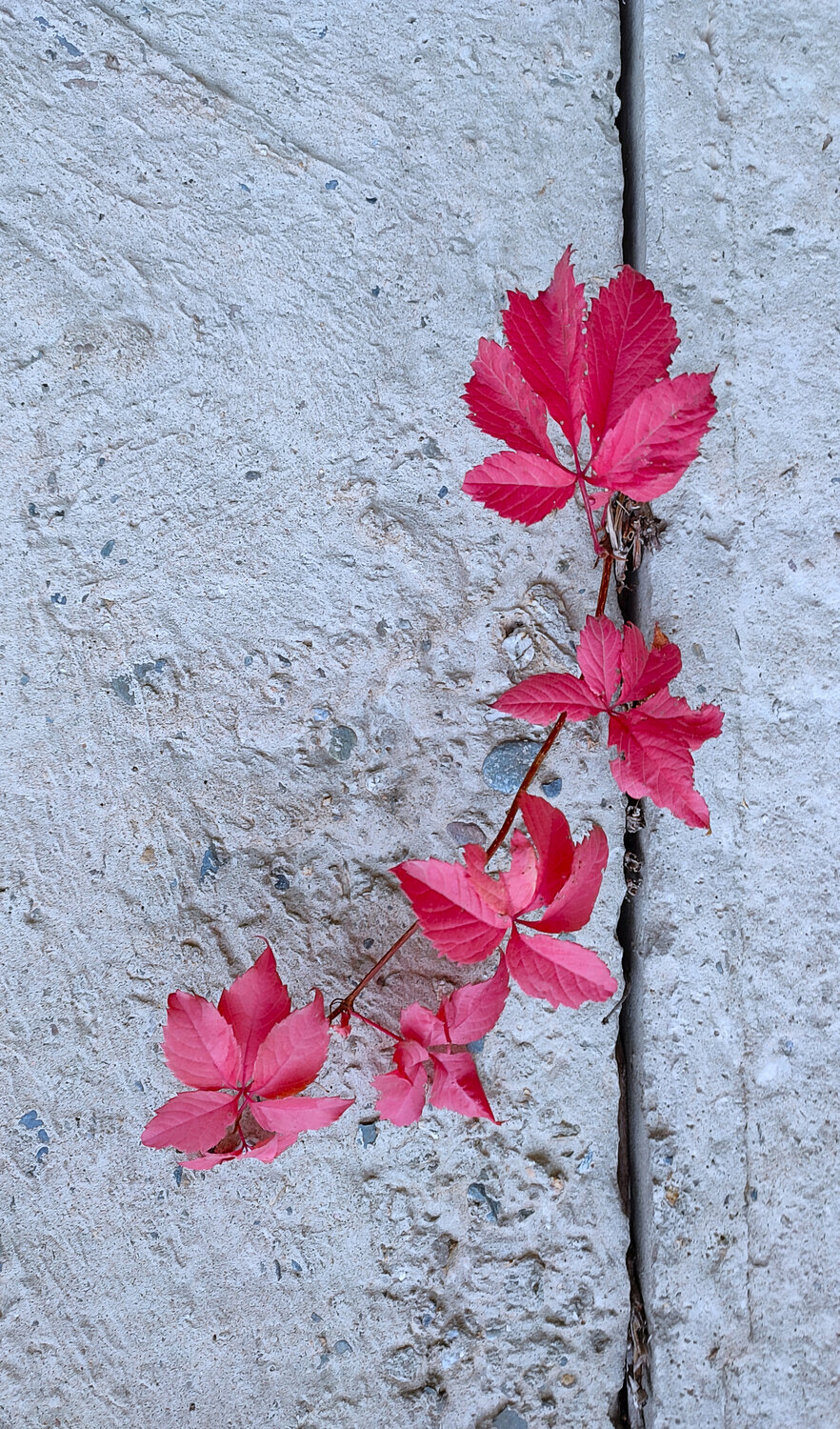 Photo #14251852