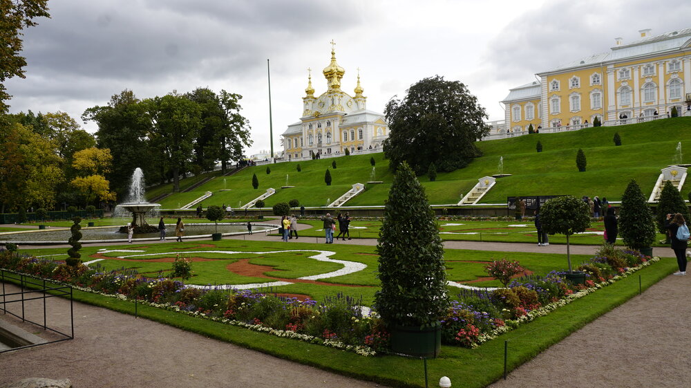 деревья в Петергофе