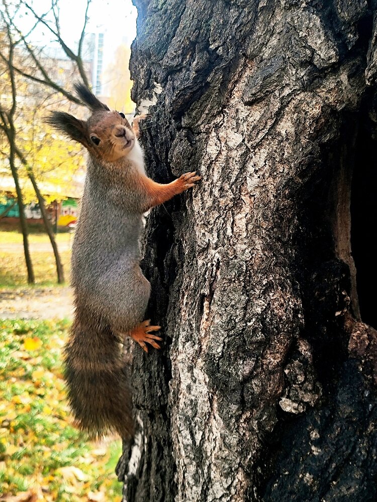 Бельчонок
