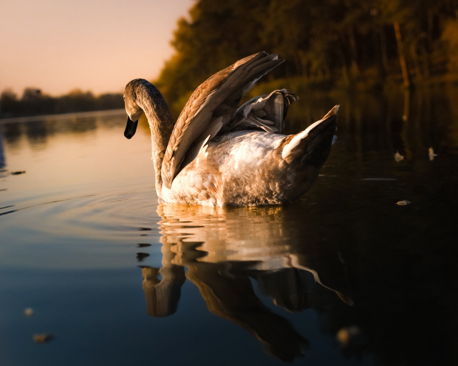 Photo #14254182