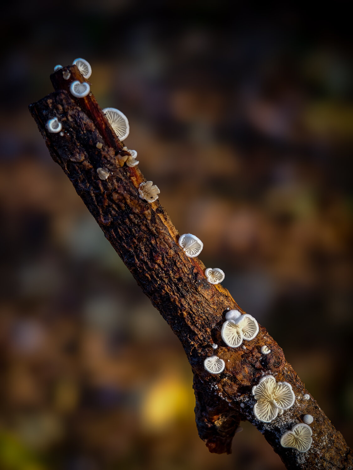 Photo #14255154