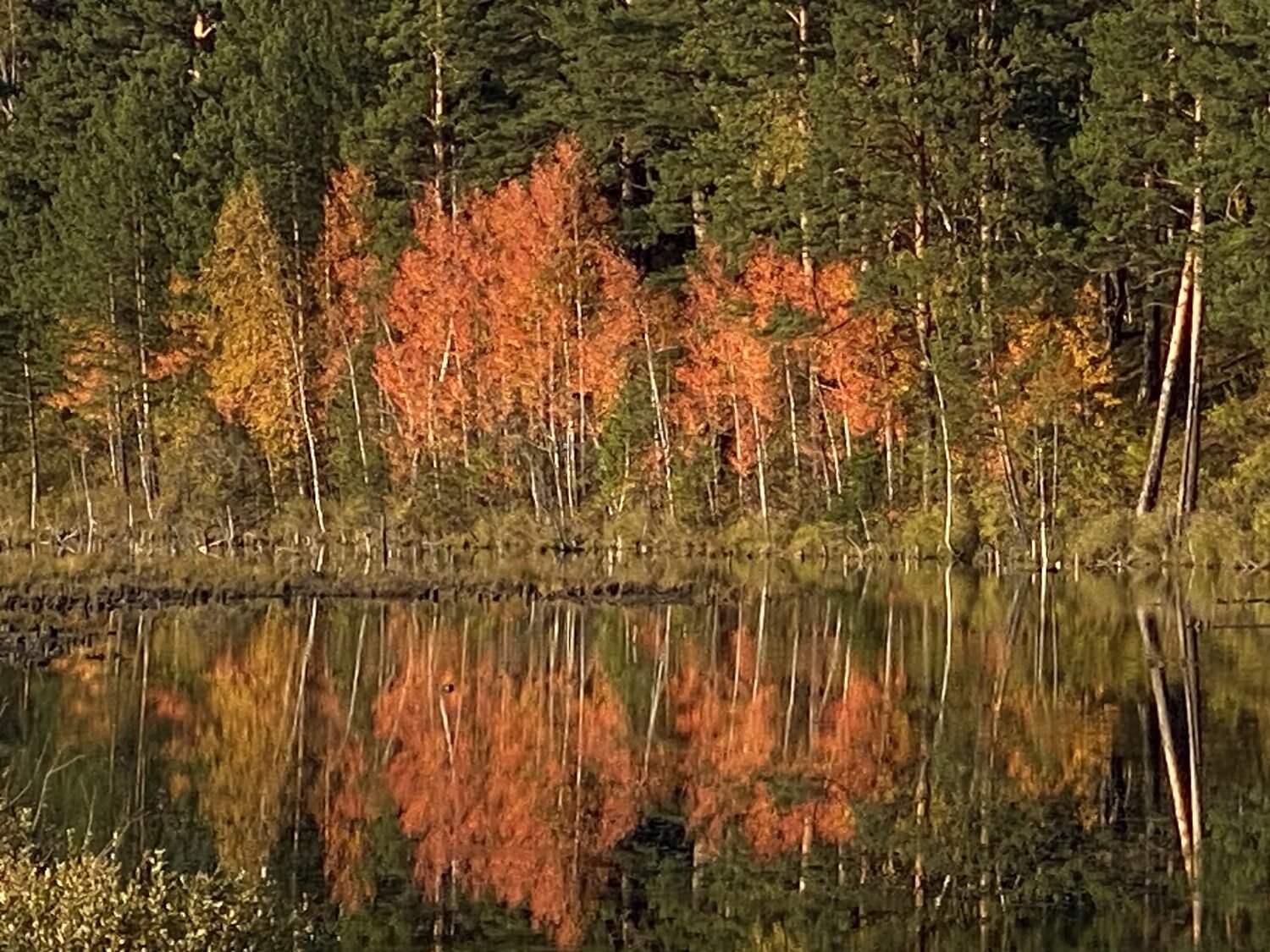 Photo #14256056