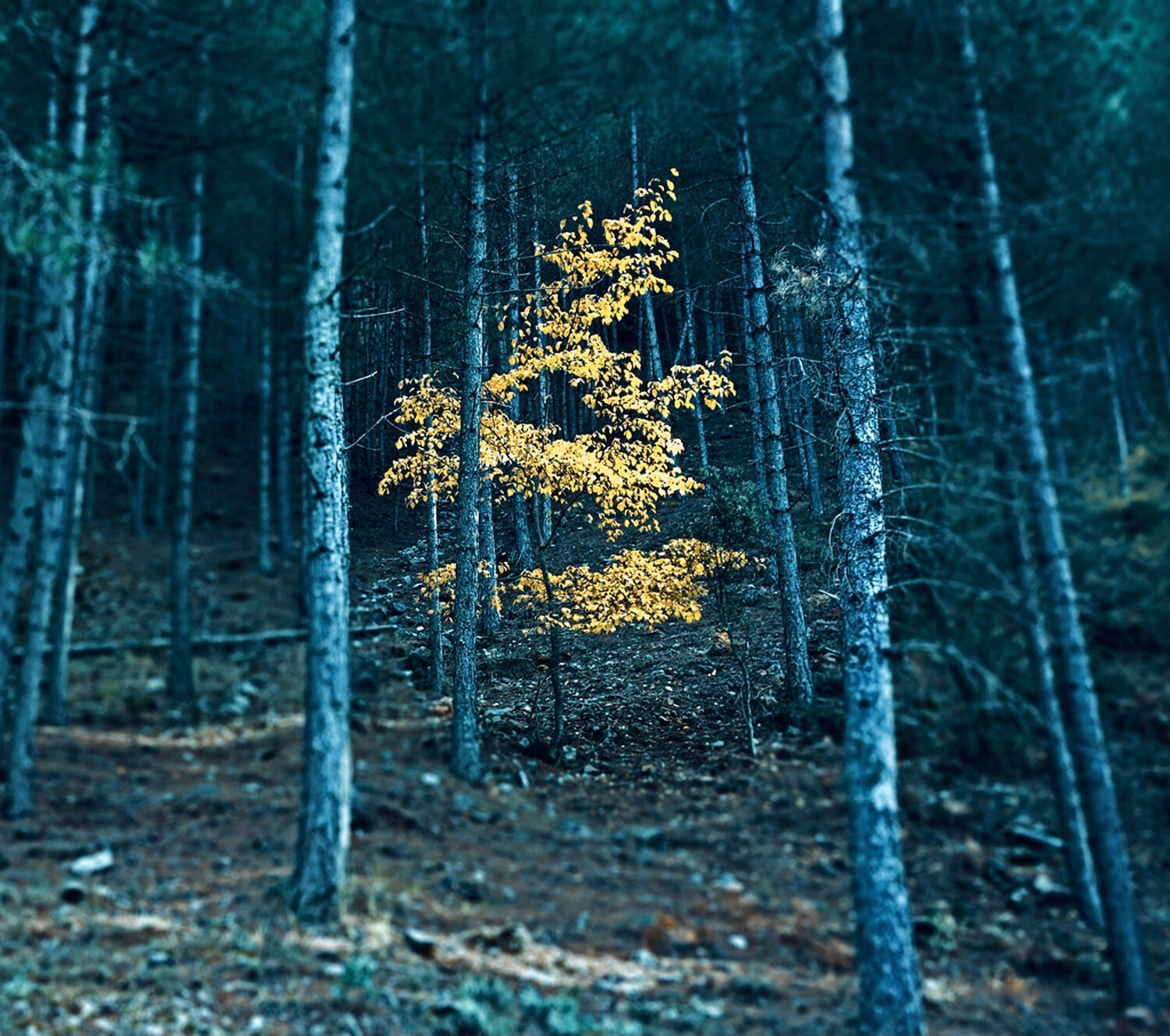 El arbol distinguido
