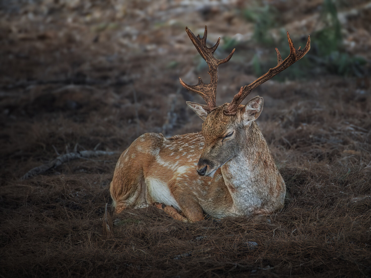 Photo #14257429