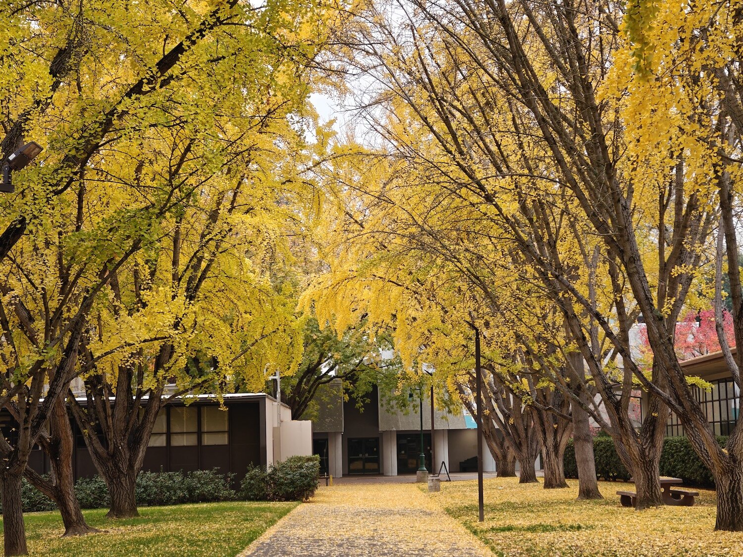 Under the Yellow Canopy