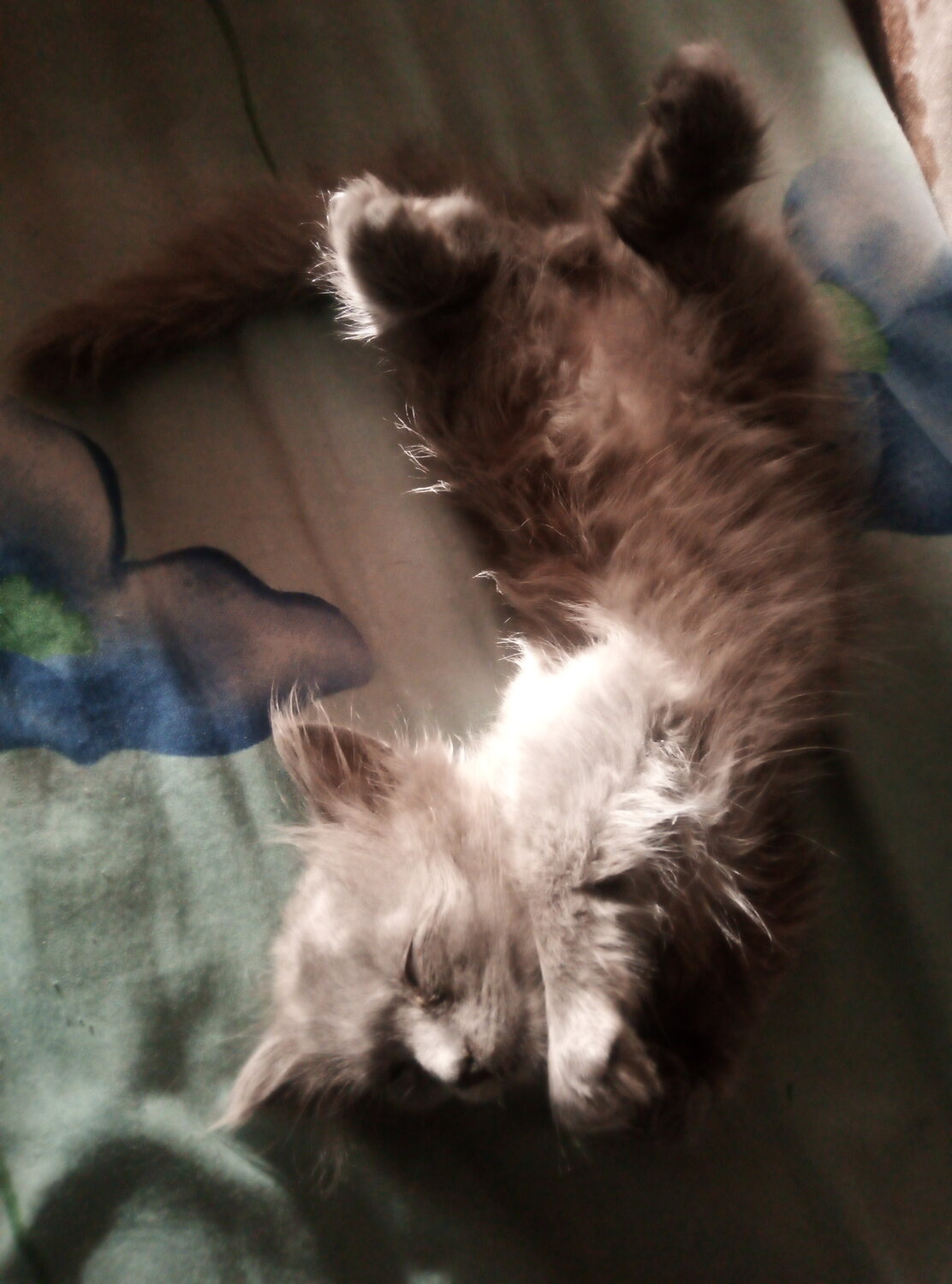 Photo #14258803