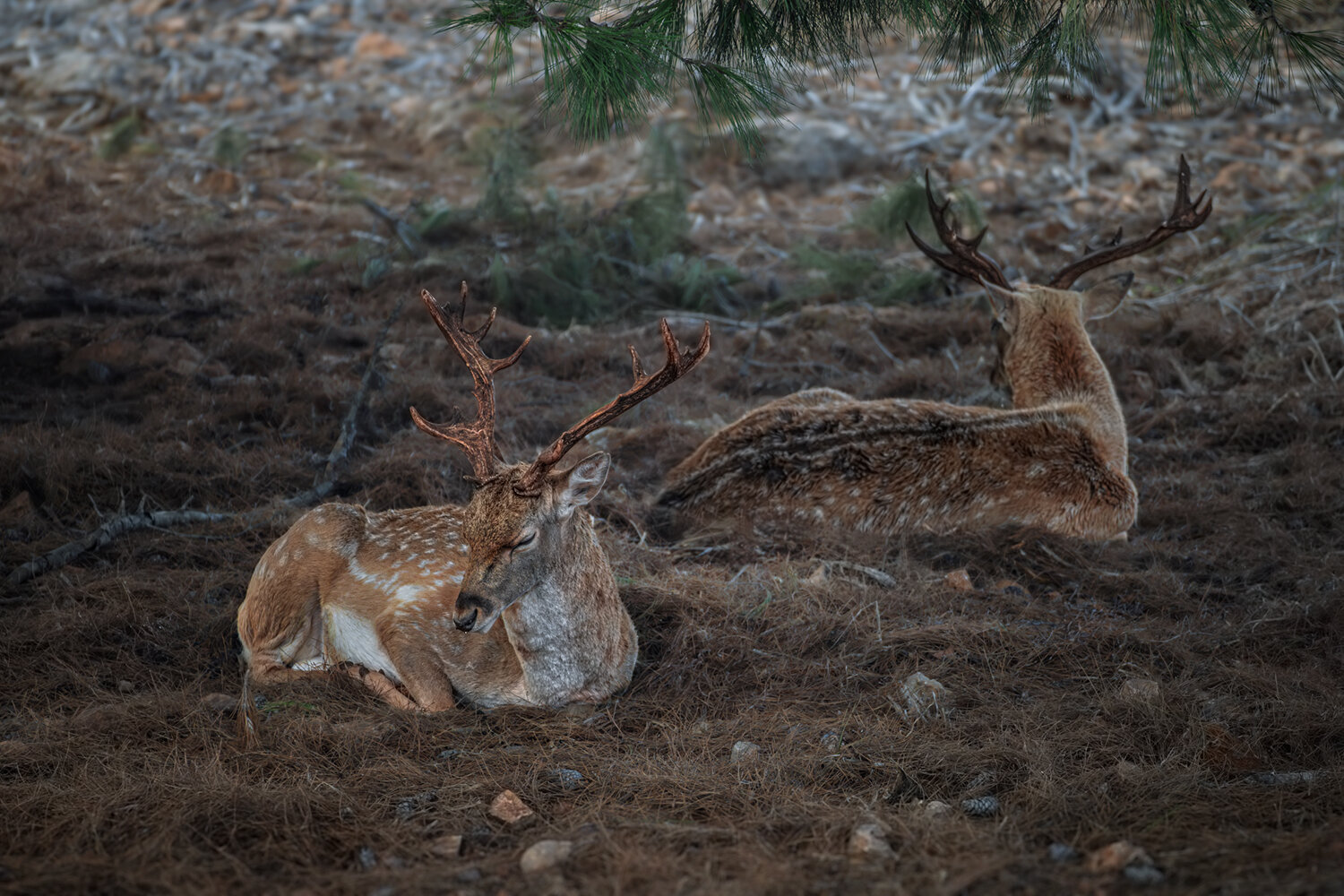 Photo #14258914