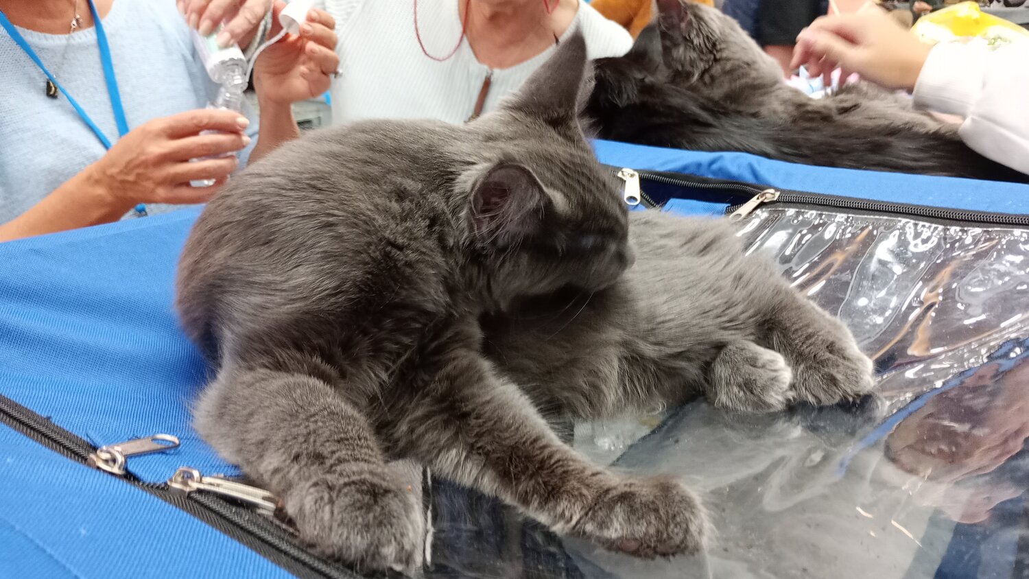 Photo #14259653