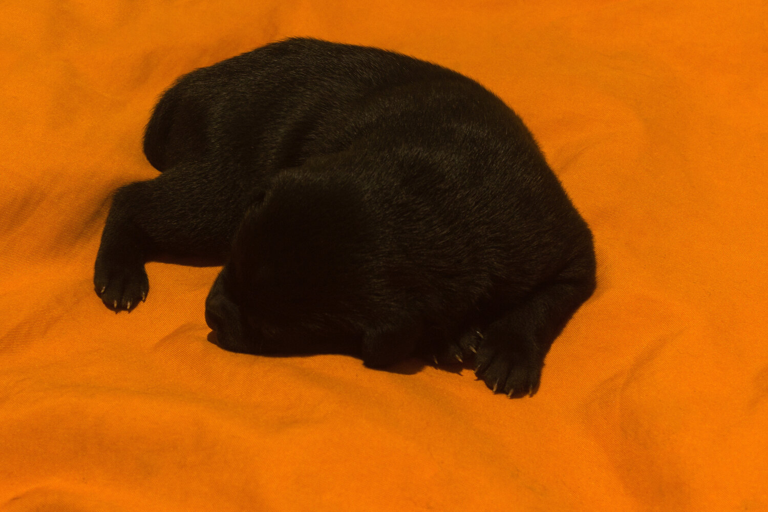 Photo #14260439