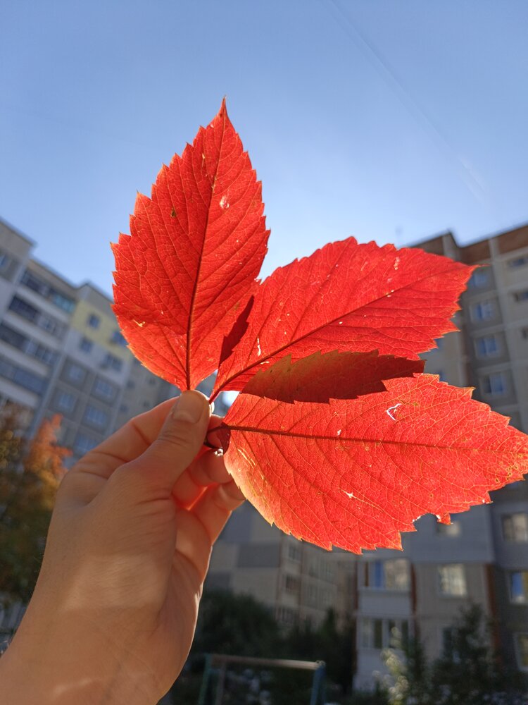 Огненный красный