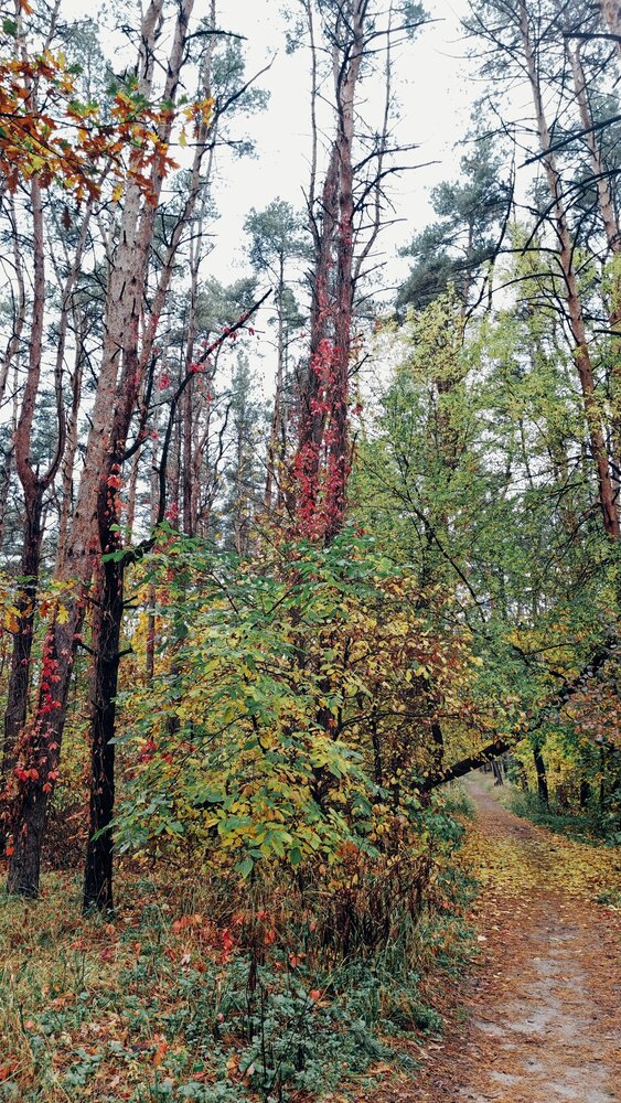 Осенний лес