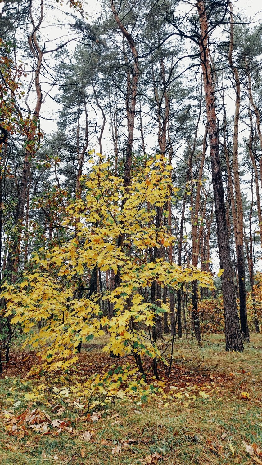 Осенний лес