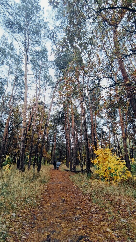 Осенний лес после дождя