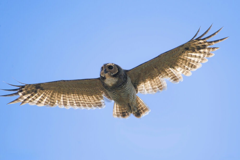 Wings Against the Blue