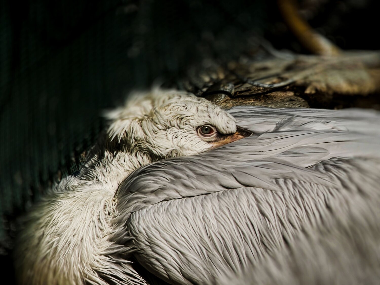 Photo #14263605