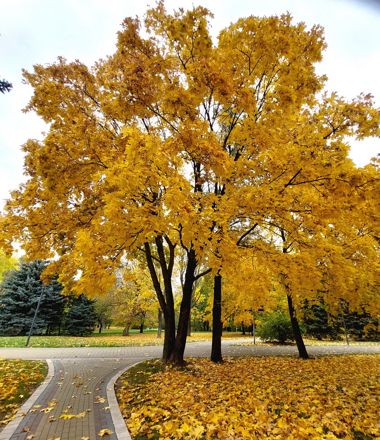 Photo #14263858