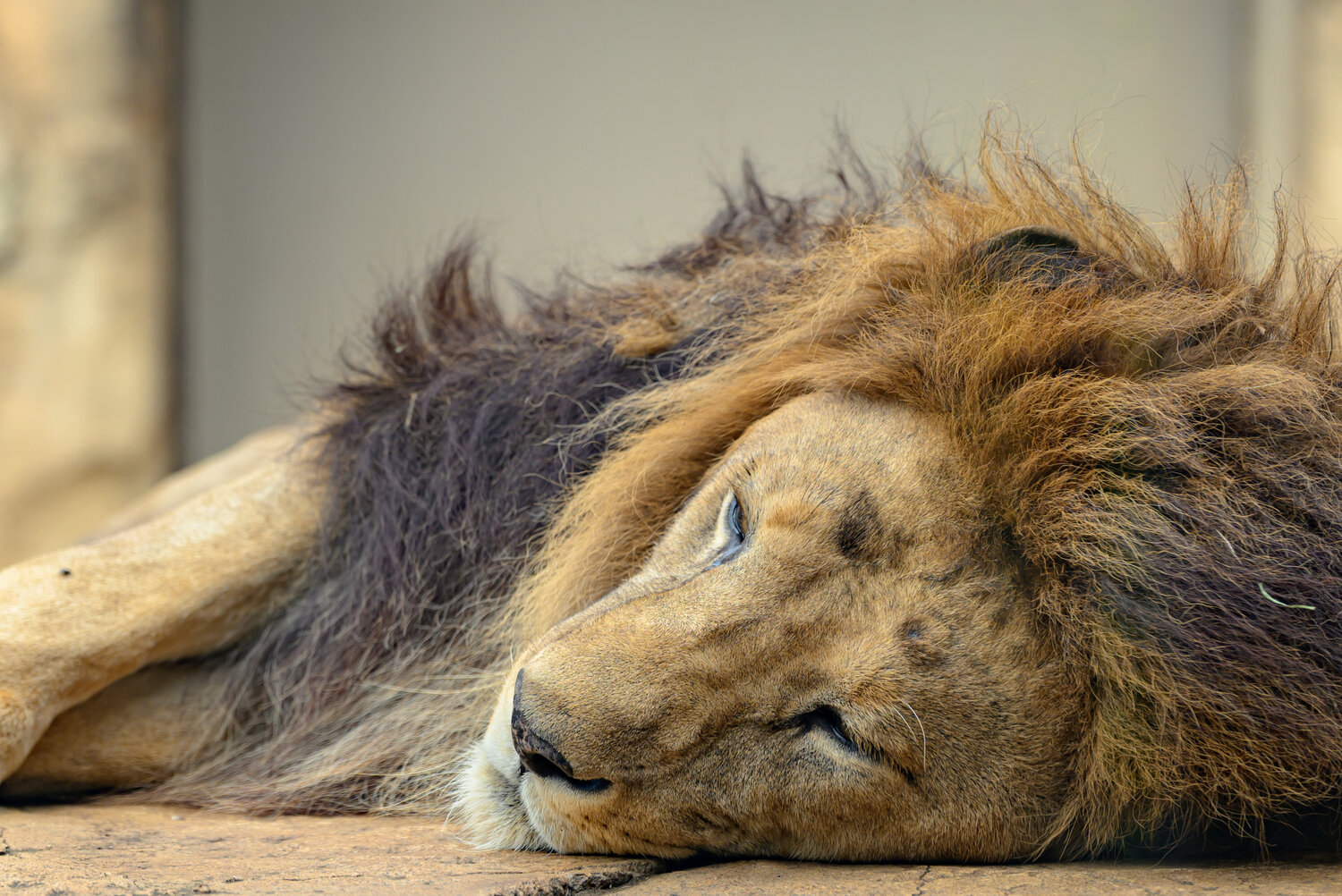 Photo #14264441