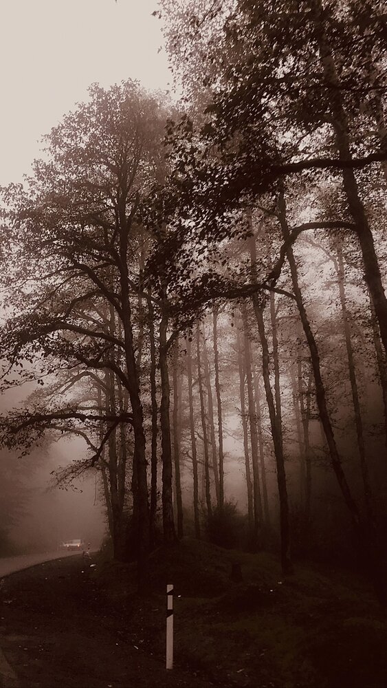 Misty Silhouettes