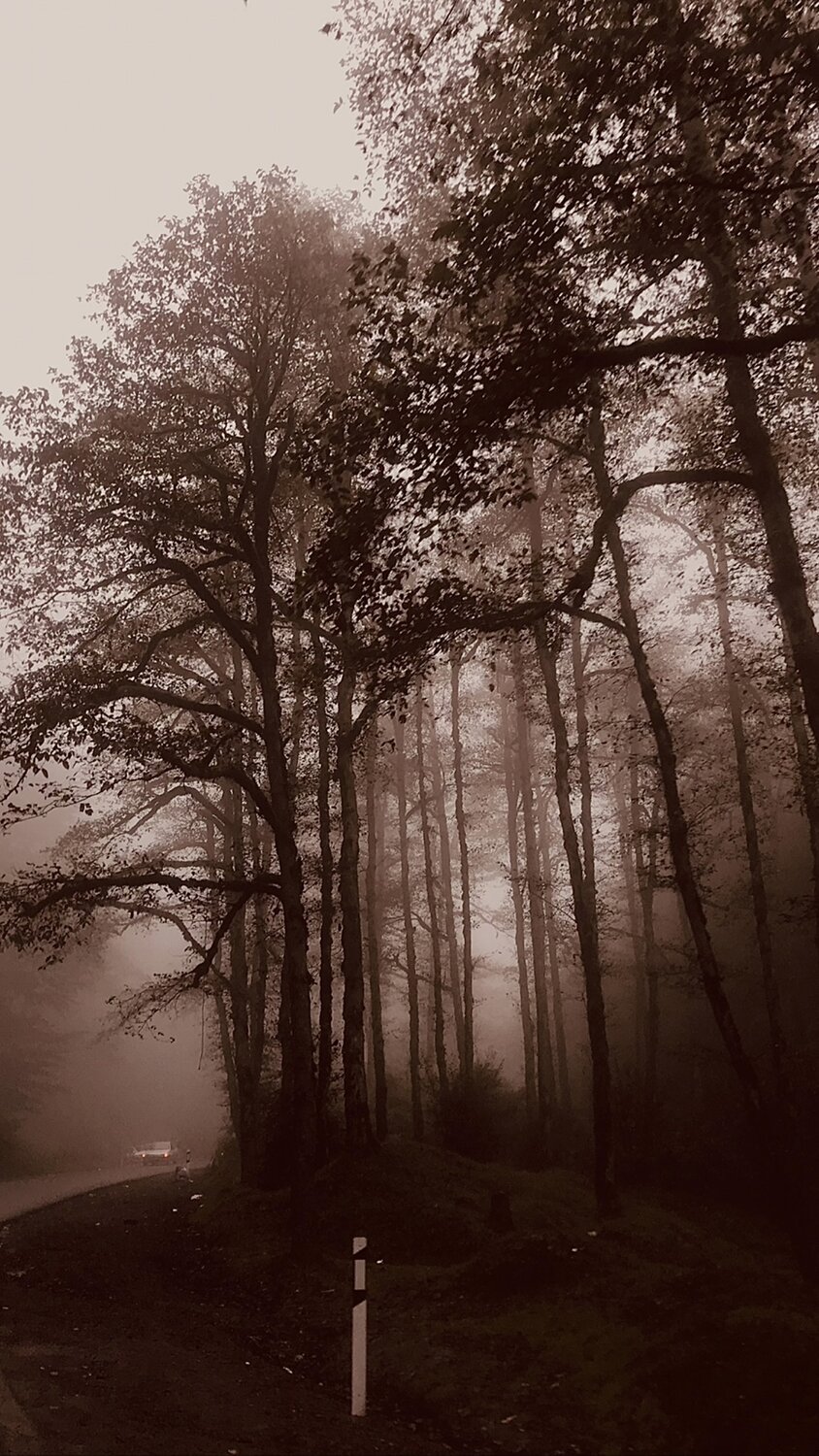 Misty Silhouettes