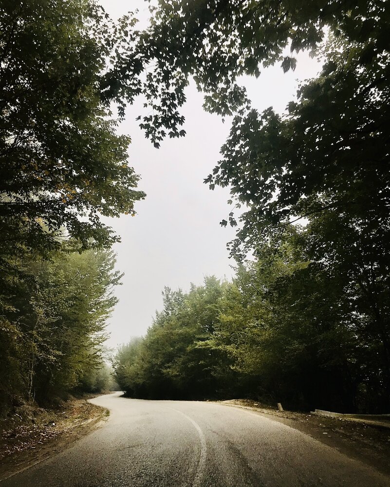 A Dream Through the Trees