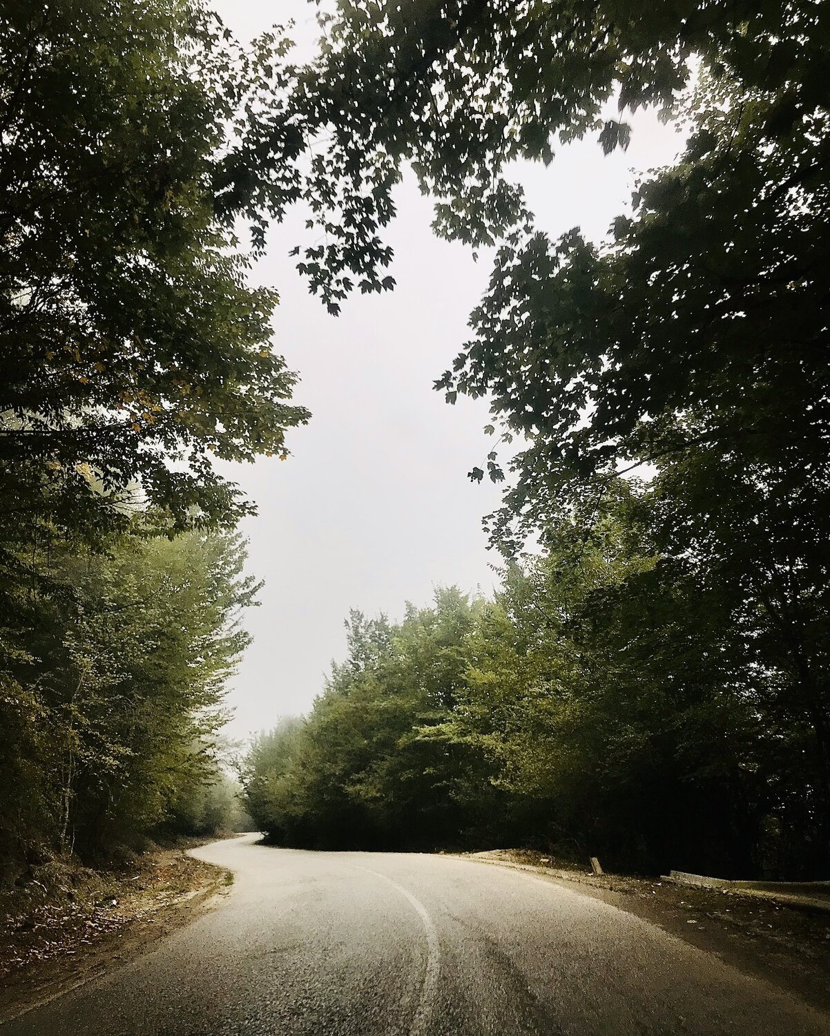 A Dream Through the Trees