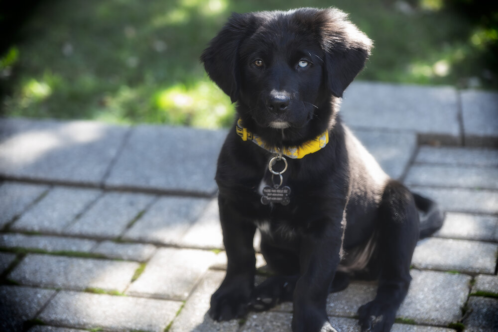 One Eye Brown, One Eye Blue, All Sweet Puppy Through and Through!