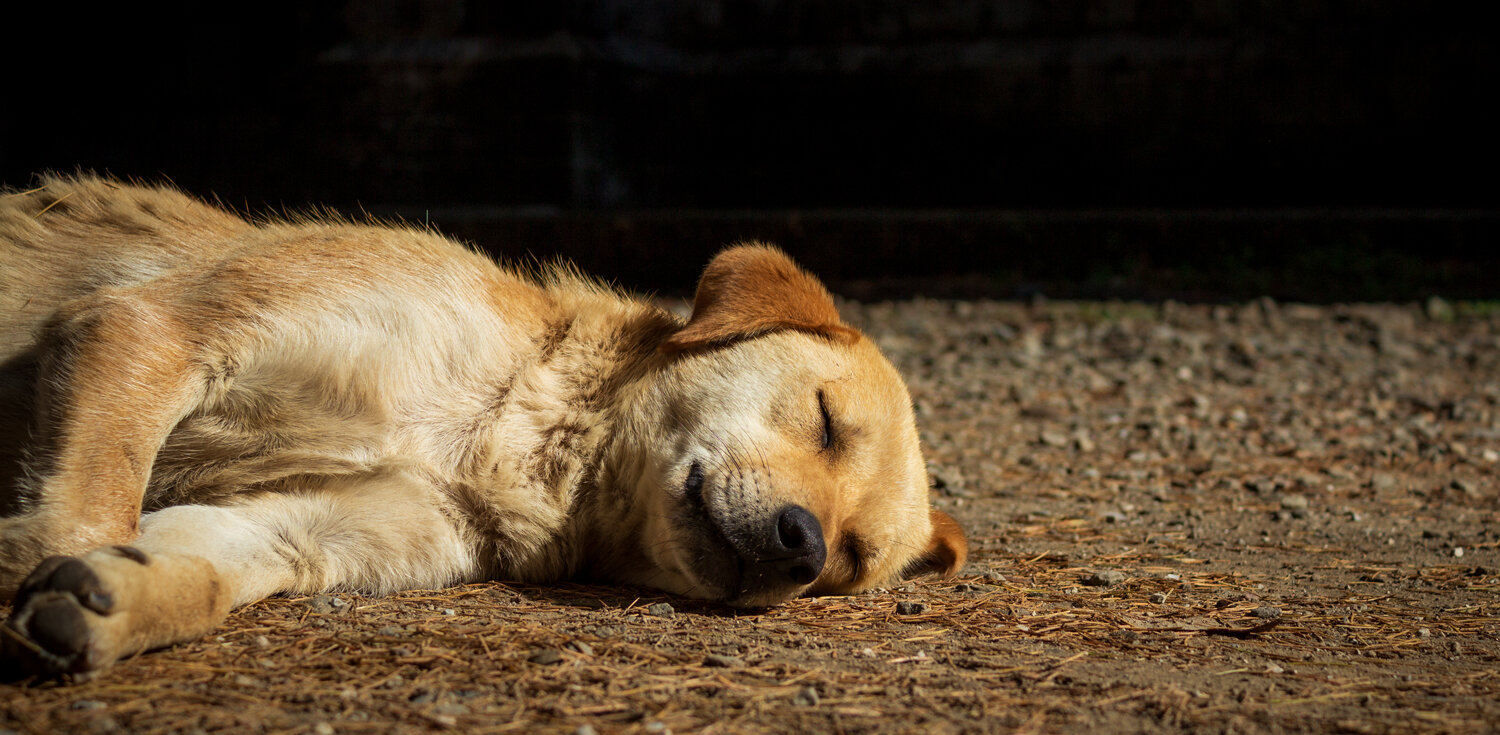 A Little Peace in the Sun