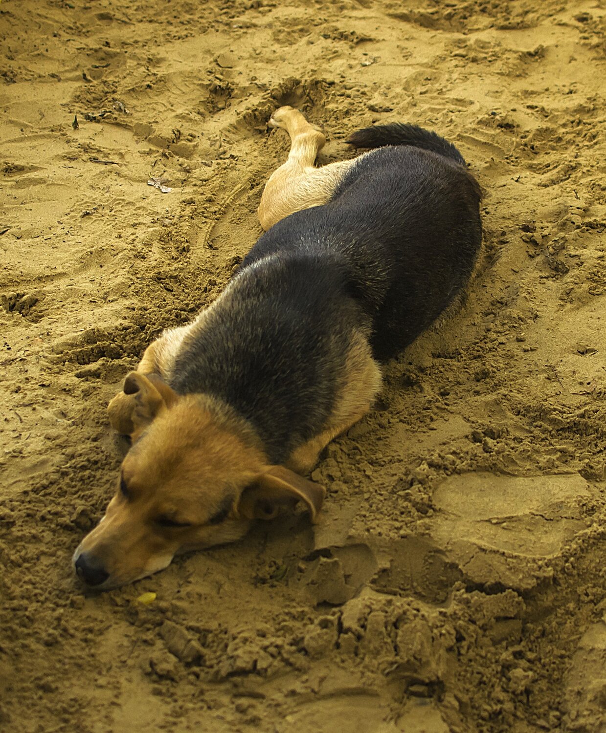 Photo #14266339