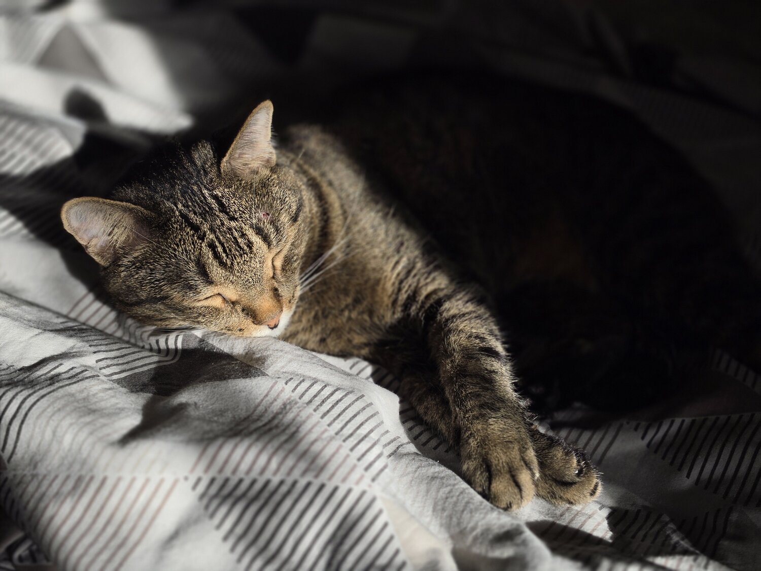 Photo #14266347