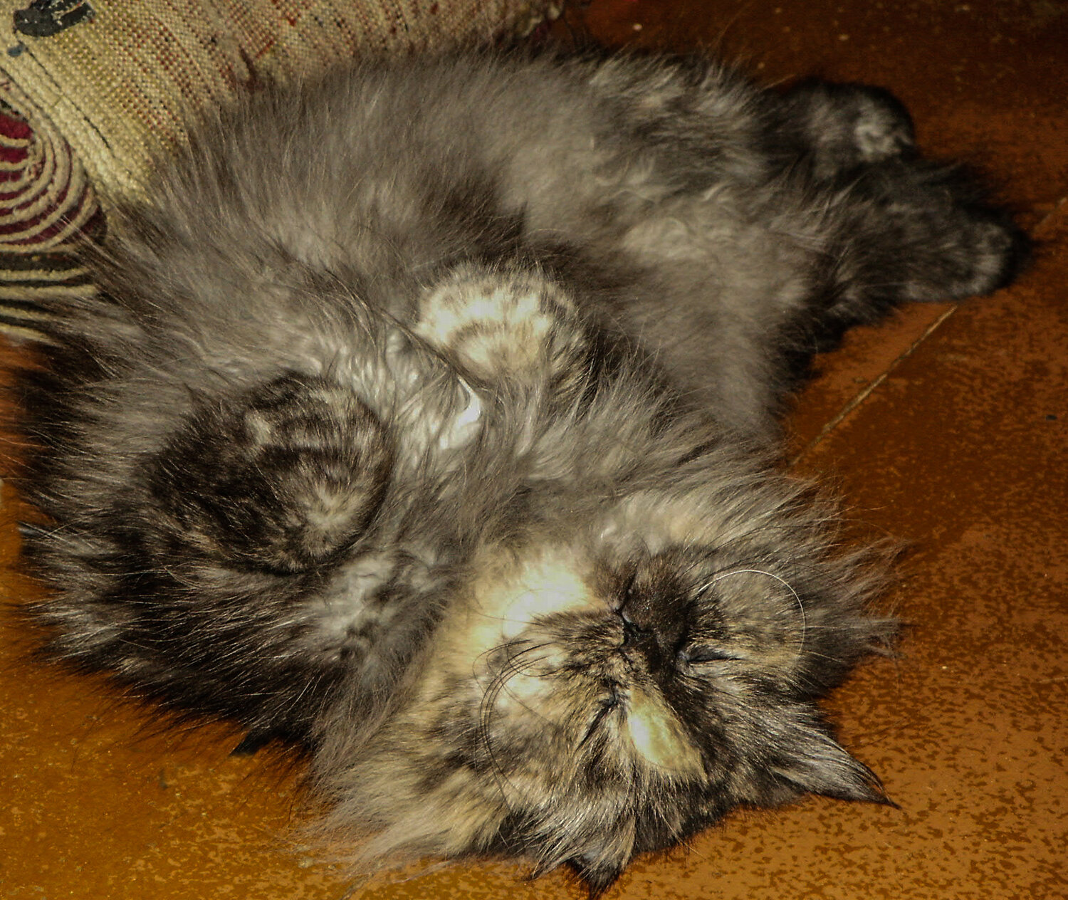Photo #14266380