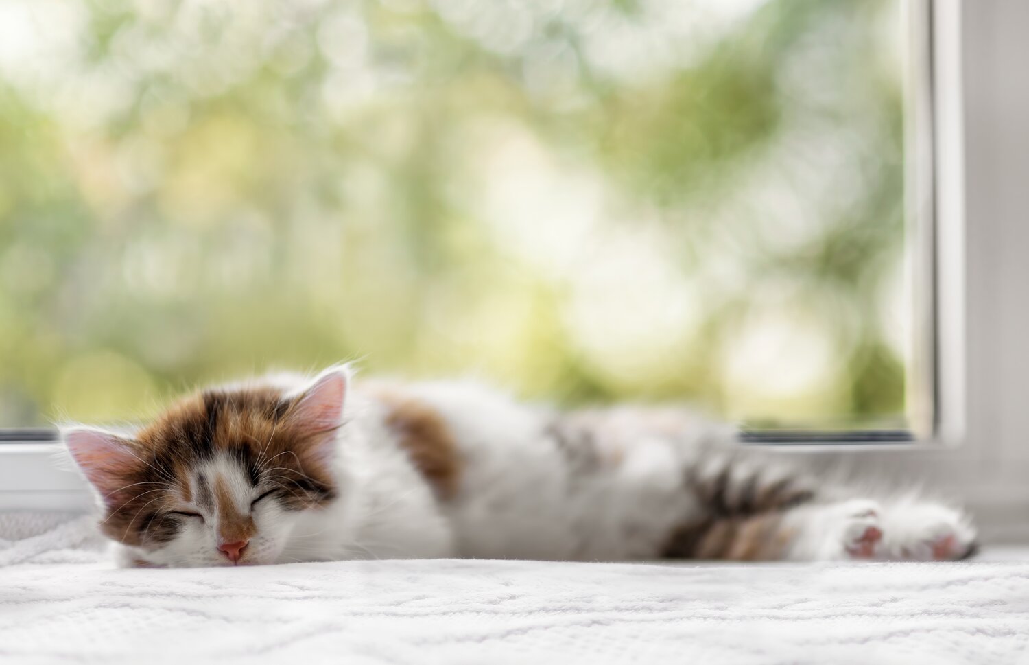 Photo #14266623