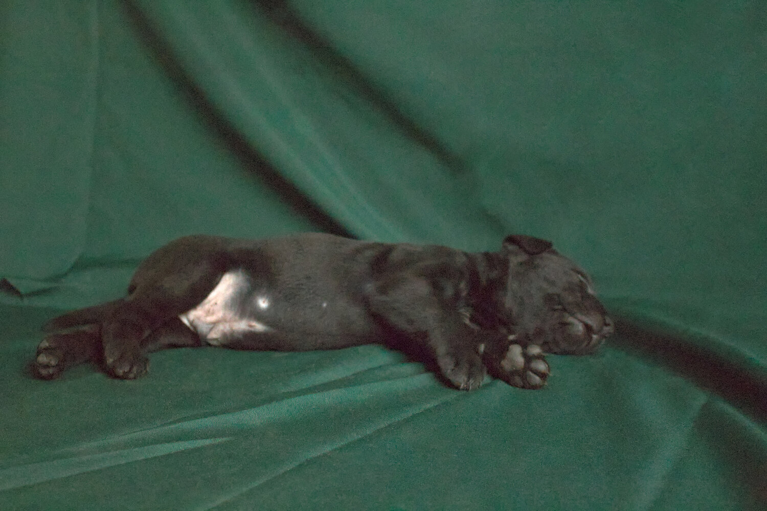 Photo #14266874