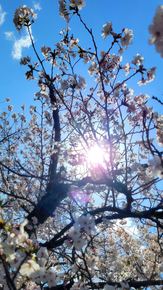 Petals & Pearls