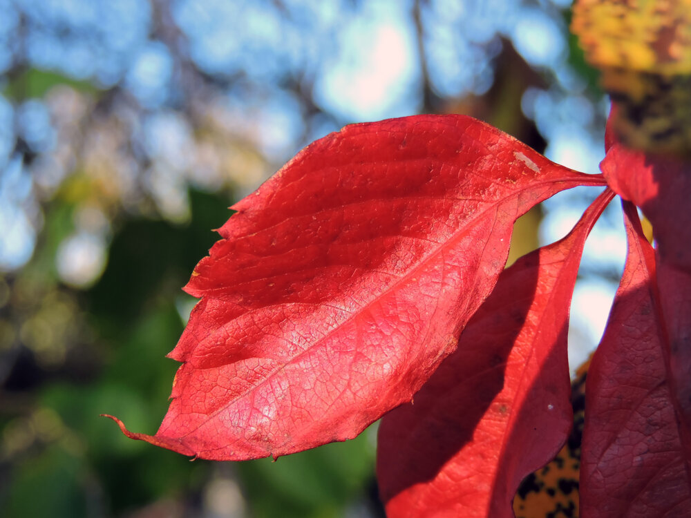 Photo #14267849
