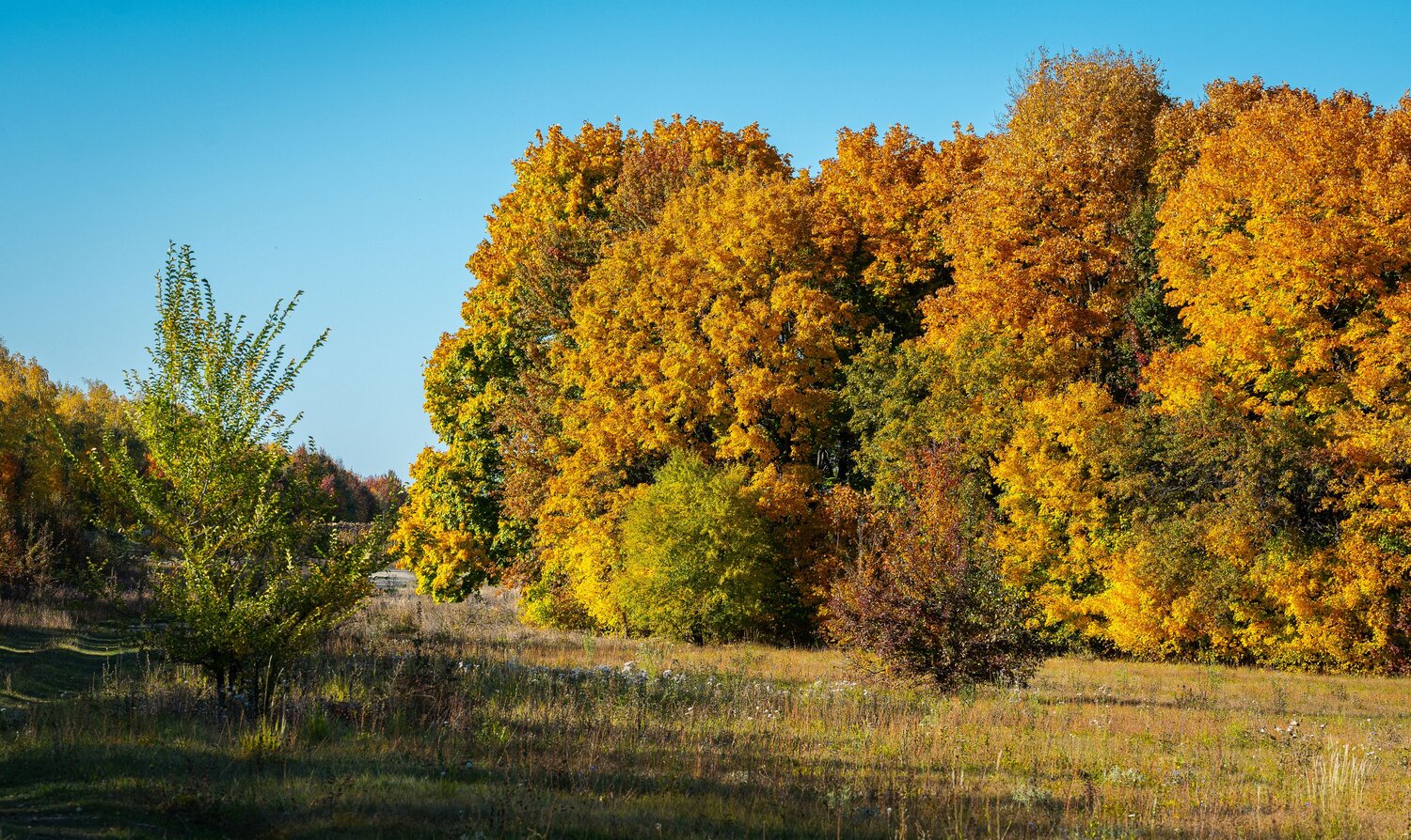 Photo #14268827