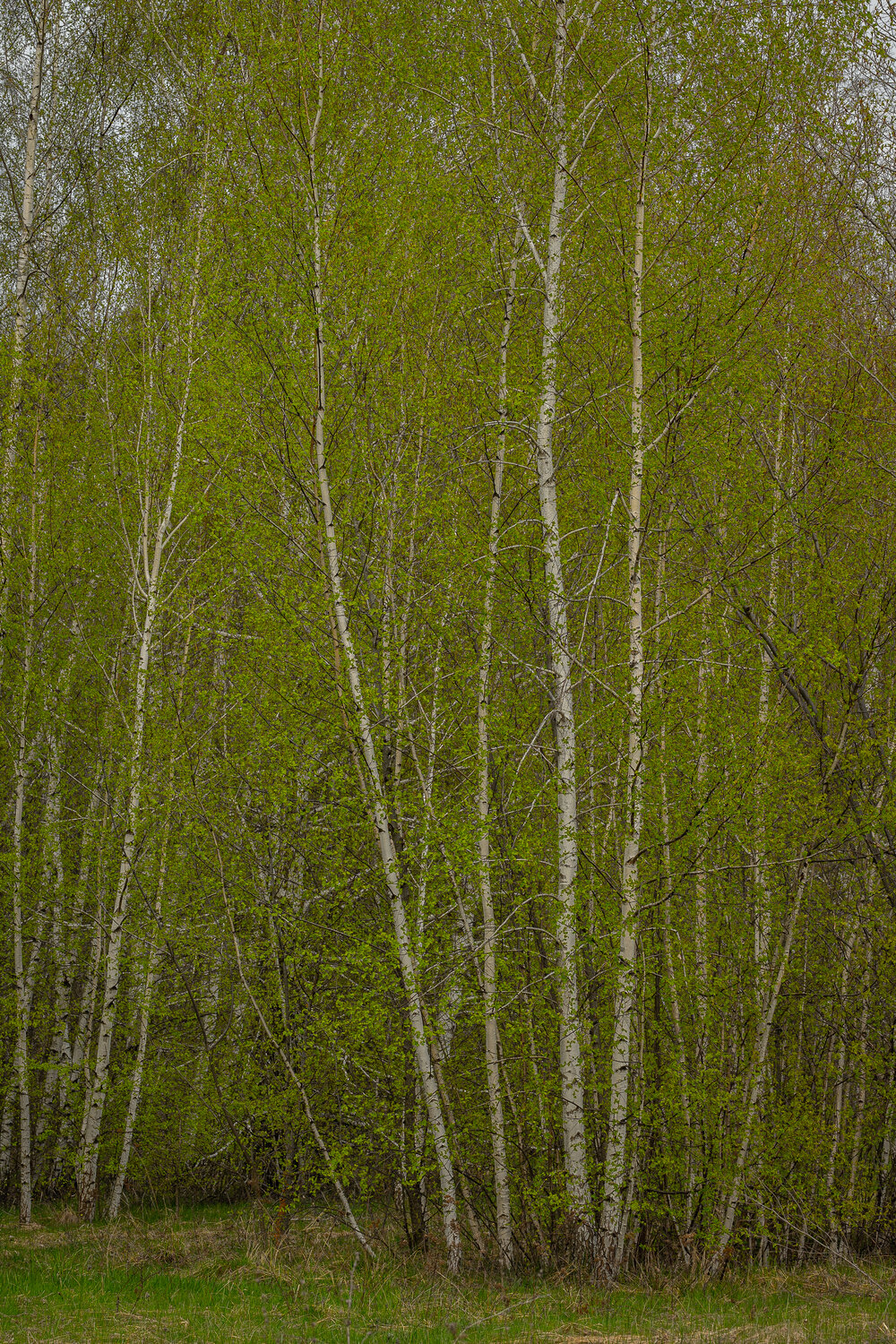 Photo #14268834