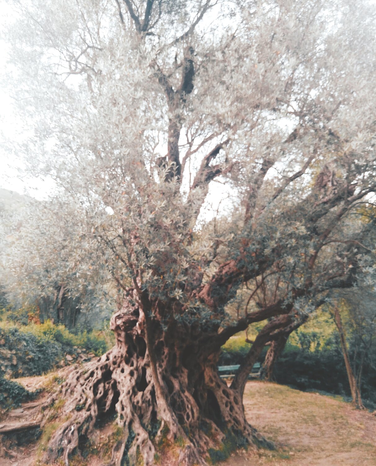 Photo #14269649