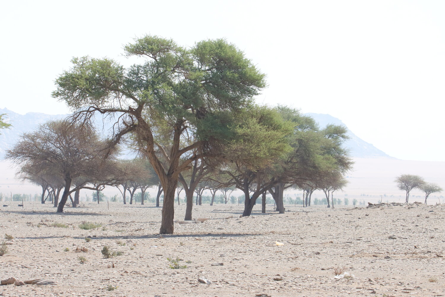Solitary Tree in Desert Landscape with Mountain Background