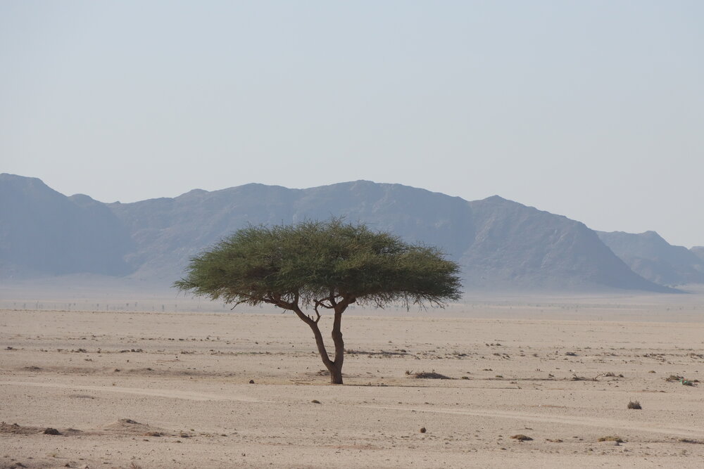 Solitary Tree in Desert Landscape with Mountain Background