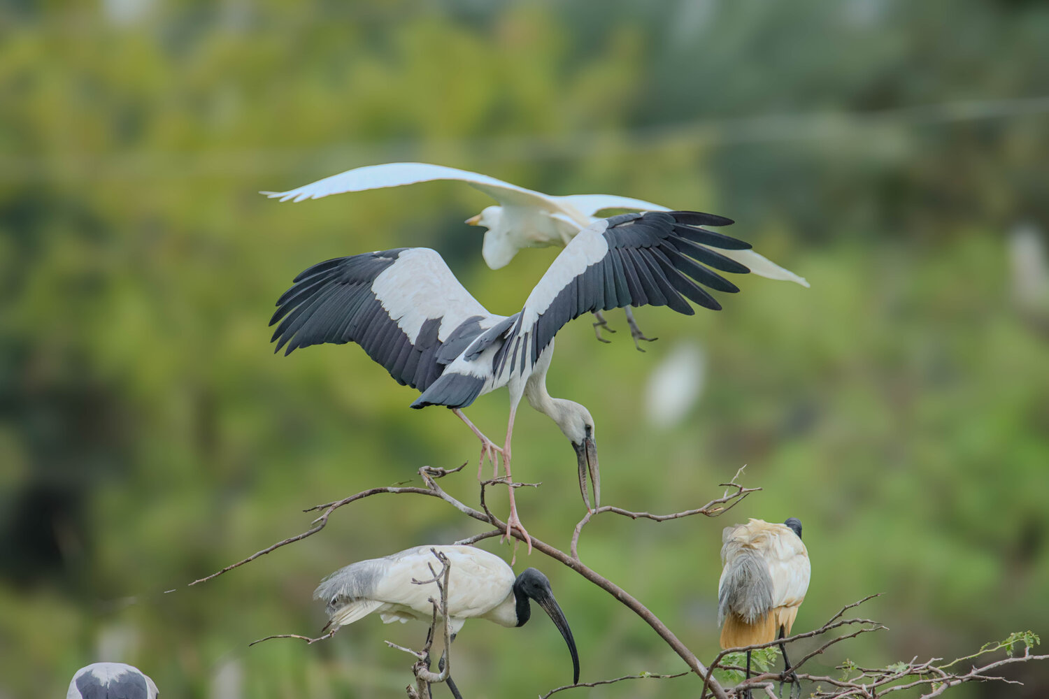Asian Openbill Stork Standing on Branch with Open Wings