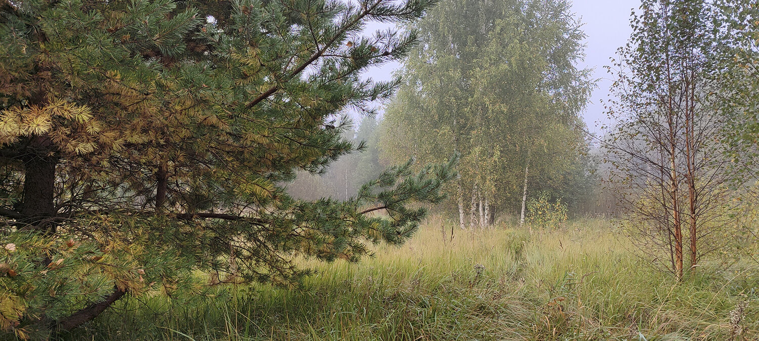 Туман в лесу